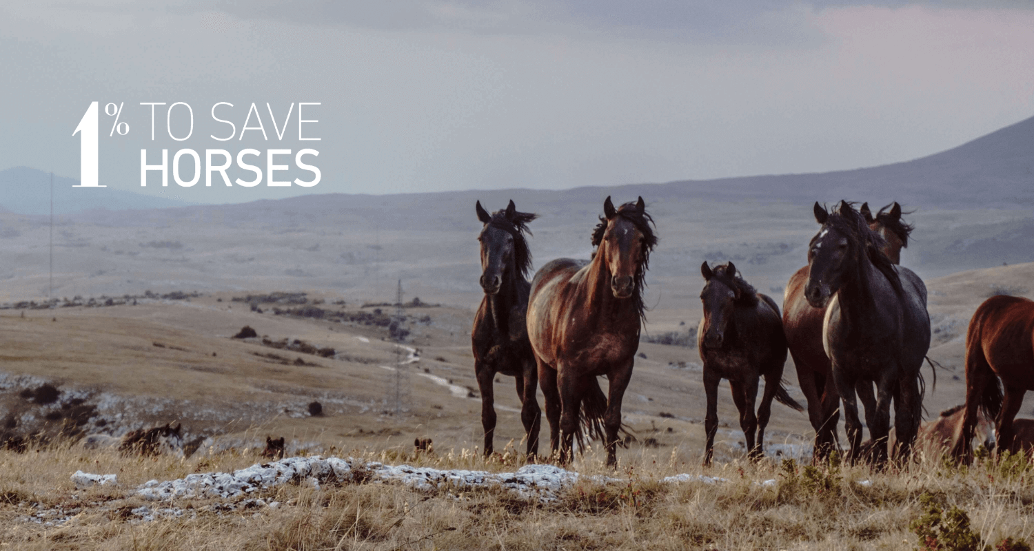 HÄSTKO s'engage pour la protection des équidés